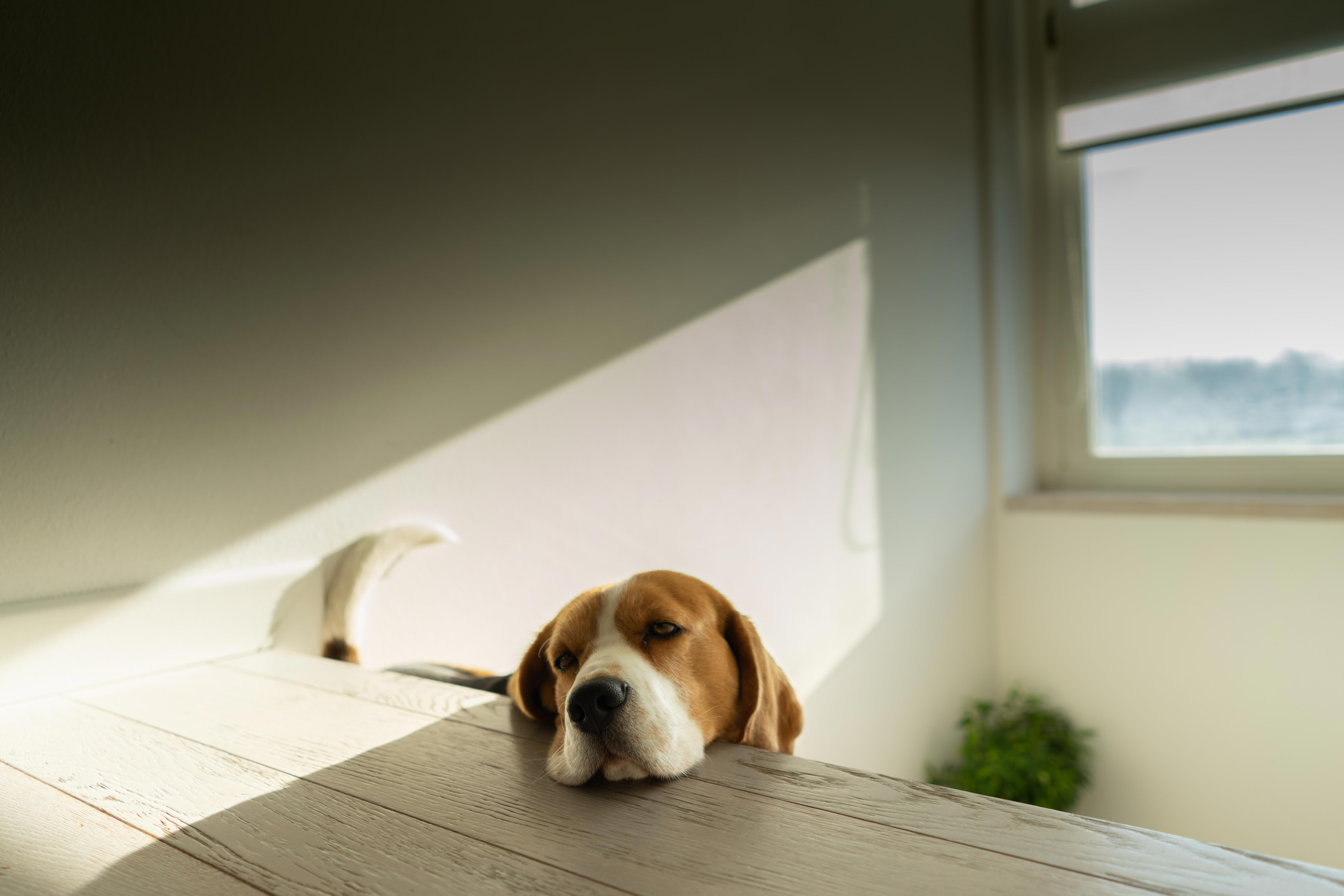 How Much Does It Cost to Own a Beagle? Get the Facts Here